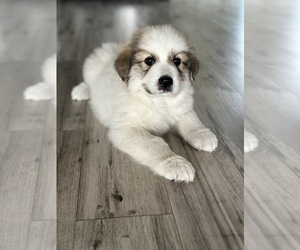 Great Pyrenees Puppy for sale in UMATILLA, FL, USA