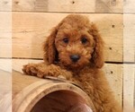 Small #2 Cavapoo