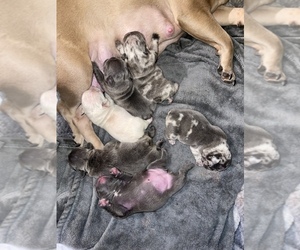 French Bulldog Puppy for sale in FONTANA, CA, USA