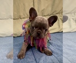 Puppy Nova Riot French Bulldog