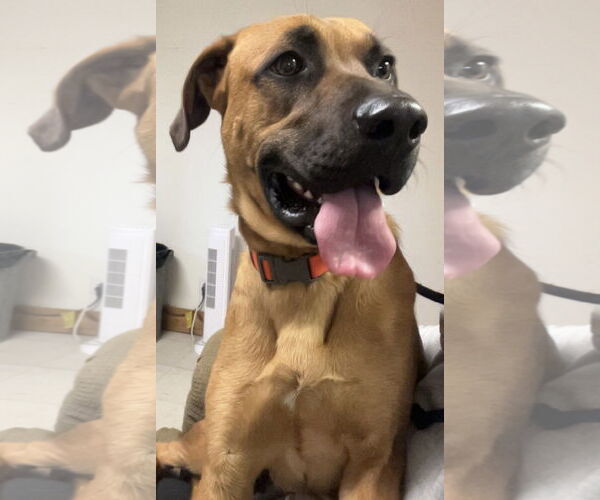 Medium Photo #3 Boxer-German Shepherd Dog Mix Puppy For Sale in Webster, WI, USA