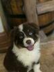 Small Photo #1 Australian Shepherd Puppy For Sale in FRUIT COVE, FL, USA