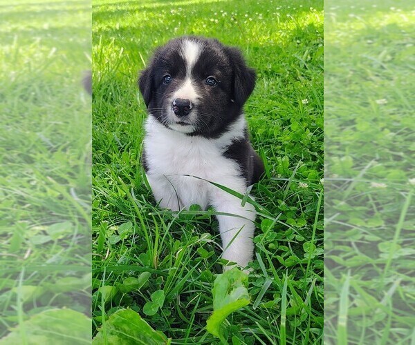Medium Photo #6 Border Collie Puppy For Sale in NORBORNE, MO, USA