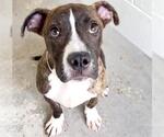 Small #2 American Pit Bull Terrier Mix