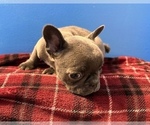 Small Photo #3 French Bulldog Puppy For Sale in ASHBURNHAM, MA, USA
