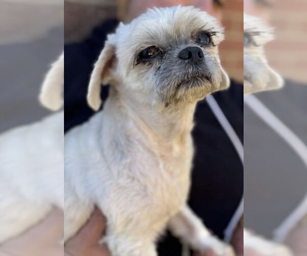 Medium Photo #2 Mutt Puppy For Sale in Matawan, NJ, USA