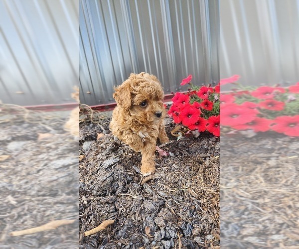 Medium Photo #3 Cavapoo mix (+ Poodle Miniature) Puppy For Sale in GREENWOOD, WI, USA