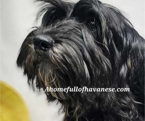 Medium Photo #2 Havanese Puppy For Sale in KODAK, TN, USA
