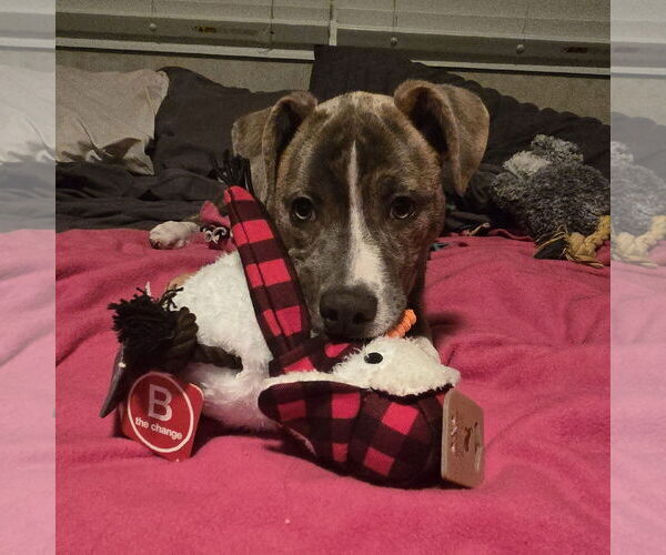 Medium Photo #6 Mutt Puppy For Sale in Fargo, ND, USA