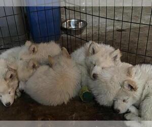Samoyed-Siberian Husky Mix Puppy for sale in ENCINO, CA, USA