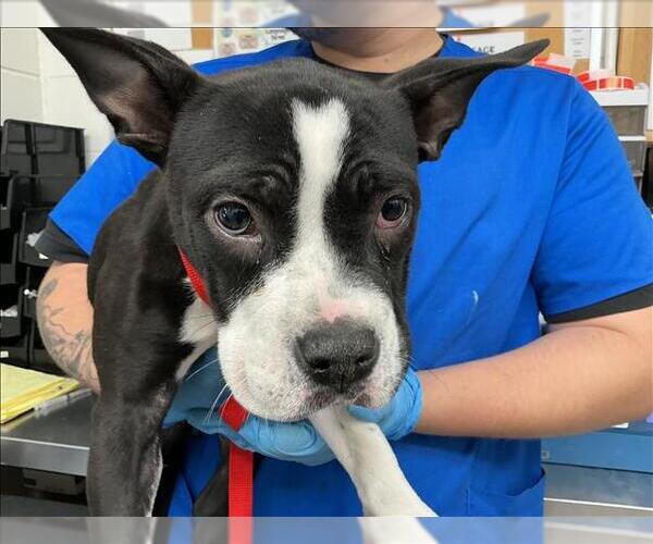 Medium Photo #1 Mutt Puppy For Sale in San Bernardino, CA, USA