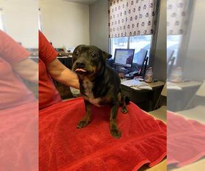 Chihuahua Dogs for adoption in Bakersfield, CA, USA