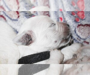 Medium English Cream Golden Retriever