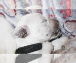 Puppy 8 English Cream Golden Retriever