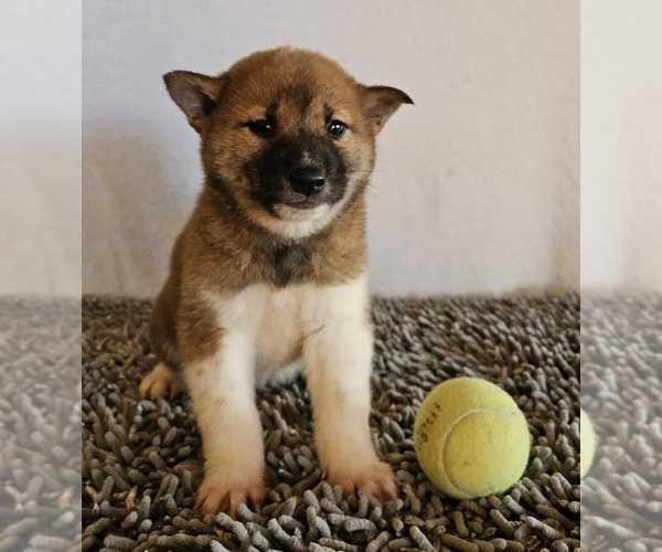 Medium Photo #1 Shiba Inu Puppy For Sale in EDINA, MO, USA