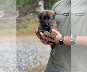 German Shepherd Dog Puppy for Sale in BALDWIN, Georgia USA