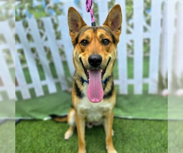 Medium Photo #2 German Shepherd Dog-Unknown Mix Puppy For Sale in Long Beach, CA, USA