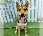 Small #1 German Shepherd Dog Mix