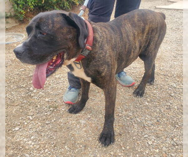 Medium Photo #4 Presa Canario-Unknown Mix Puppy For Sale in Ventura, CA, USA