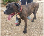 Small #3 Presa Canario Mix
