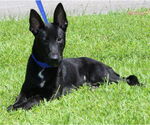 Small #2 German Shepherd Dog Mix