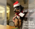 Small Photo #16 Doberman Pinscher Puppy For Sale in CORONA, CA, USA