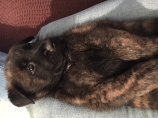 Belgian Malinois Puppy for sale in BELLEVILLE, IL, USA