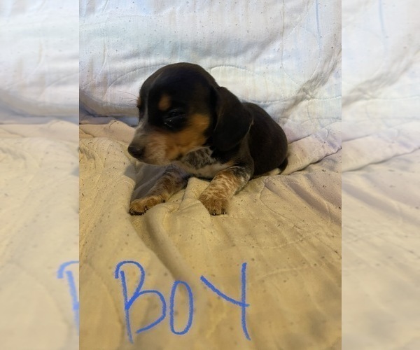 Medium Photo #1 Beagle Puppy For Sale in LAFAYETTE, IN, USA