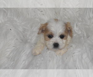 Cavachon Puppy for sale in ELDORADO, OH, USA