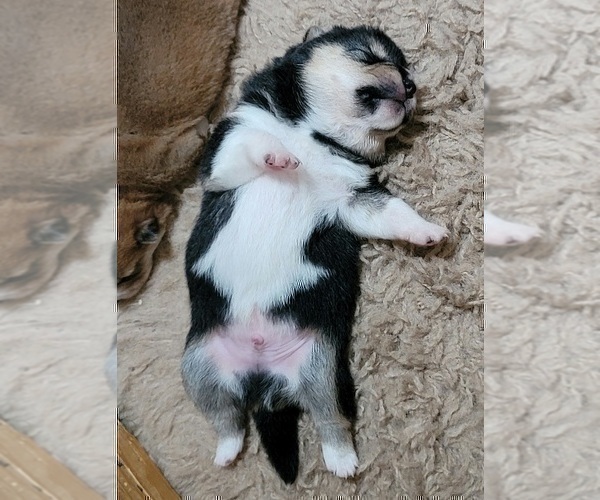 Medium Photo #5 Shiba Inu Puppy For Sale in MANITO, IL, USA