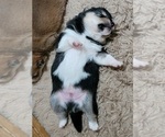 Small Photo #5 Shiba Inu Puppy For Sale in MANITO, IL, USA