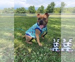 Small Photo #7 American Bulldog-Unknown Mix Puppy For Sale in Derwood, MD, USA