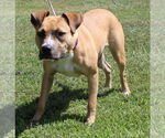 Small #2 Boxer Mix