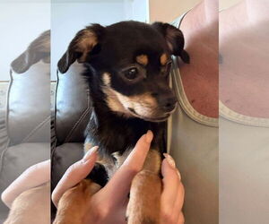 Chihuahua-Unknown Mix Dogs for adoption in MIDWAY, UT, USA