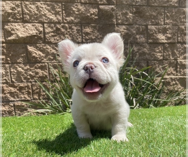 Medium Photo #2 French Bulldog Puppy For Sale in FONTANA, CA, USA
