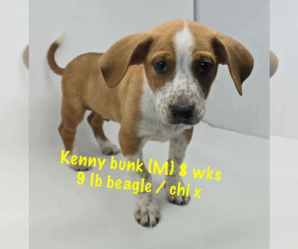 Medium Photo #1 Beagle-Chihuahua Mix Puppy For Sale in pomfret, CT, USA