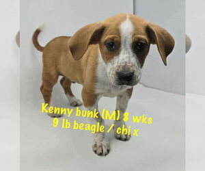 Beagle-Chihuahua Mix Dogs for adoption in pomfret, CT, USA
