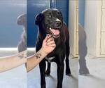 Small #8 Labrador Retriever Mix