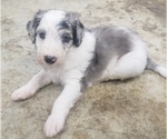 Puppy 4 Aussiedoodle