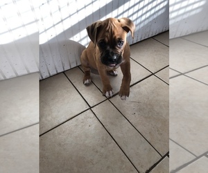Boxer Puppy for sale in DAYTONA BEACH, FL, USA