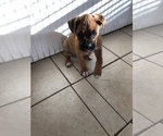 Small Photo #1 Boxer Puppy For Sale in DAYTONA BEACH, FL, USA
