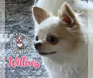Willow - Female Chihuahua Dog for Adoption - Photo #2