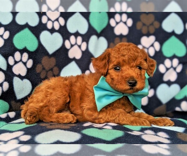 Medium Photo #4 Poodle (Toy) Puppy For Sale in LINCOLN UNIV, PA, USA