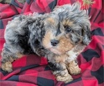 Puppy Zane Cockapoo