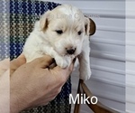 Small Photo #11 Pookimo Puppy For Sale in CLARE, MI, USA