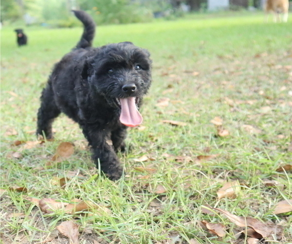 Medium Photo #2 Aussiedoodle Puppy For Sale in CONWAY, SC, USA