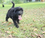 Small Photo #11 Aussiedoodle Puppy For Sale in CONWAY, SC, USA