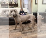 Small Photo #5 Weimaraner Puppy For Sale in ELKTON, KY, USA