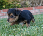 Small Photo #10 Yorkshire Terrier Puppy For Sale in ESCONDIDO, CA, USA