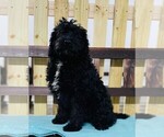 Small Photo #2 Miniature Bernedoodle Puppy For Sale in CINCINNATI, OH, USA